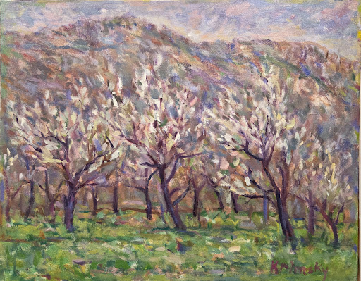 Plum Orchard in Blossom